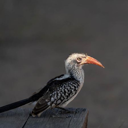 Buffelshoek Tented Camp Riserva di Caccia Manyeleti Esterno foto
