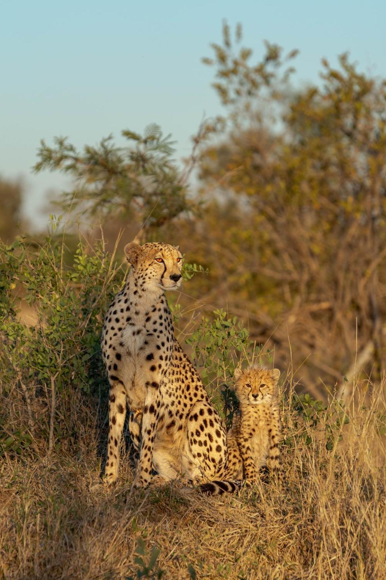 Buffelshoek Tented Camp Riserva di Caccia Manyeleti Esterno foto