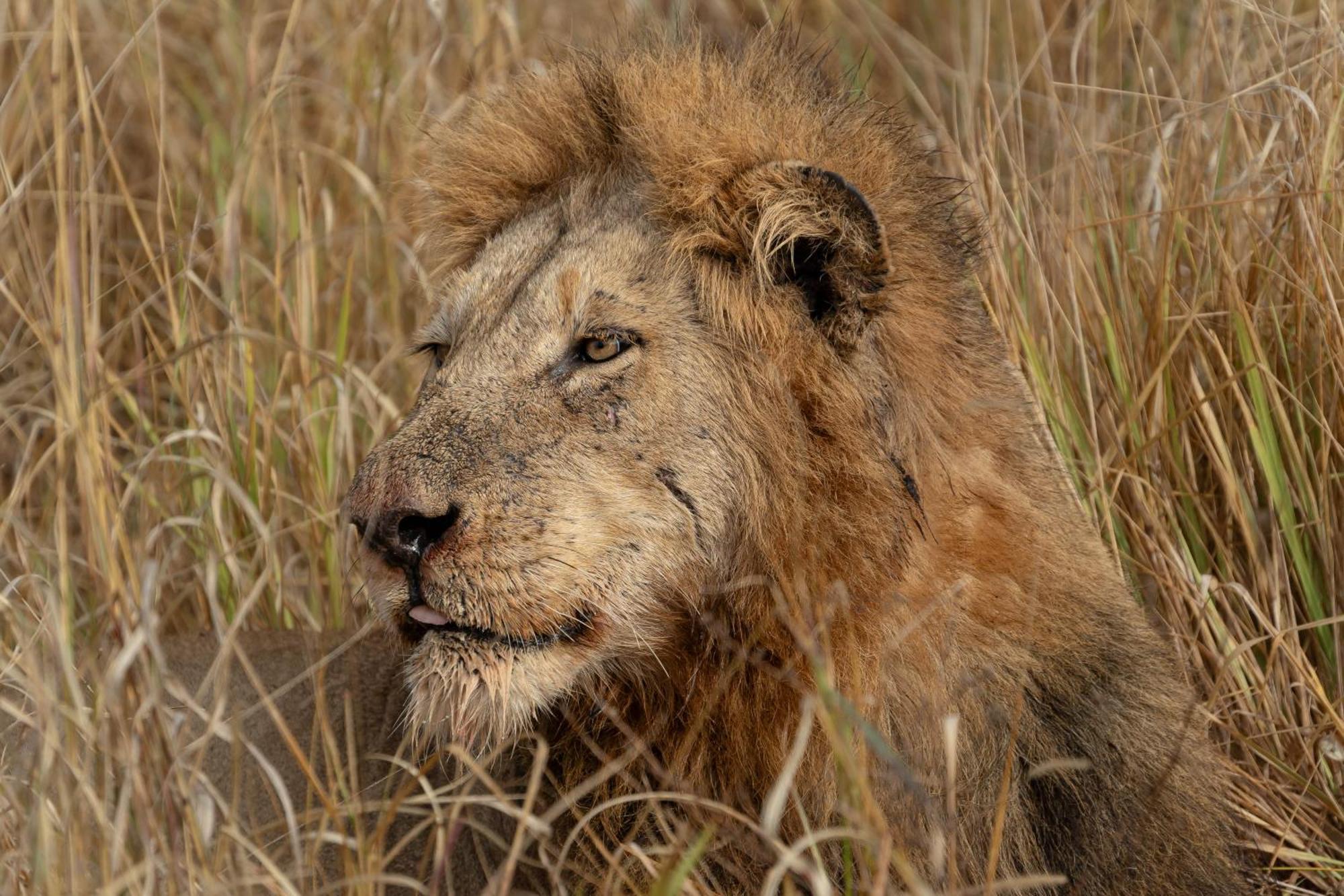 Buffelshoek Tented Camp Riserva di Caccia Manyeleti Esterno foto