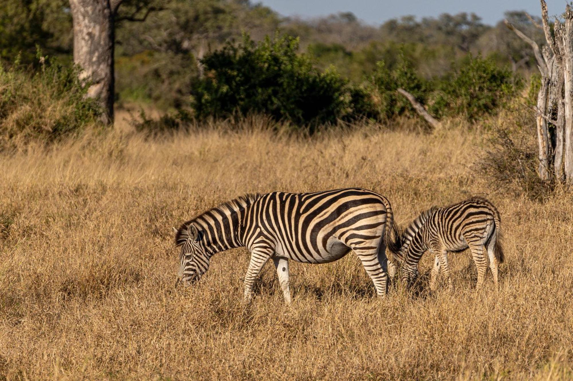 Buffelshoek Tented Camp Riserva di Caccia Manyeleti Esterno foto