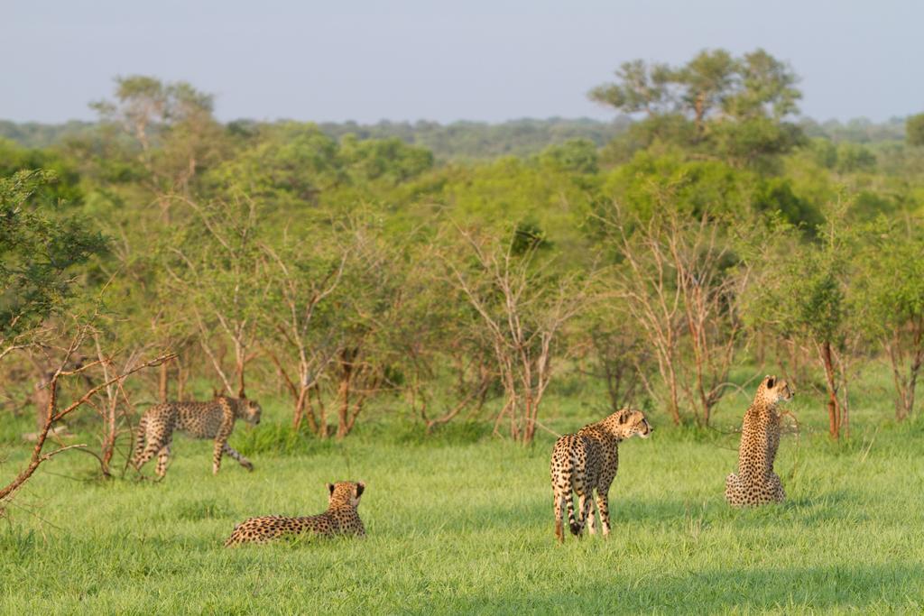 Buffelshoek Tented Camp Riserva di Caccia Manyeleti Esterno foto