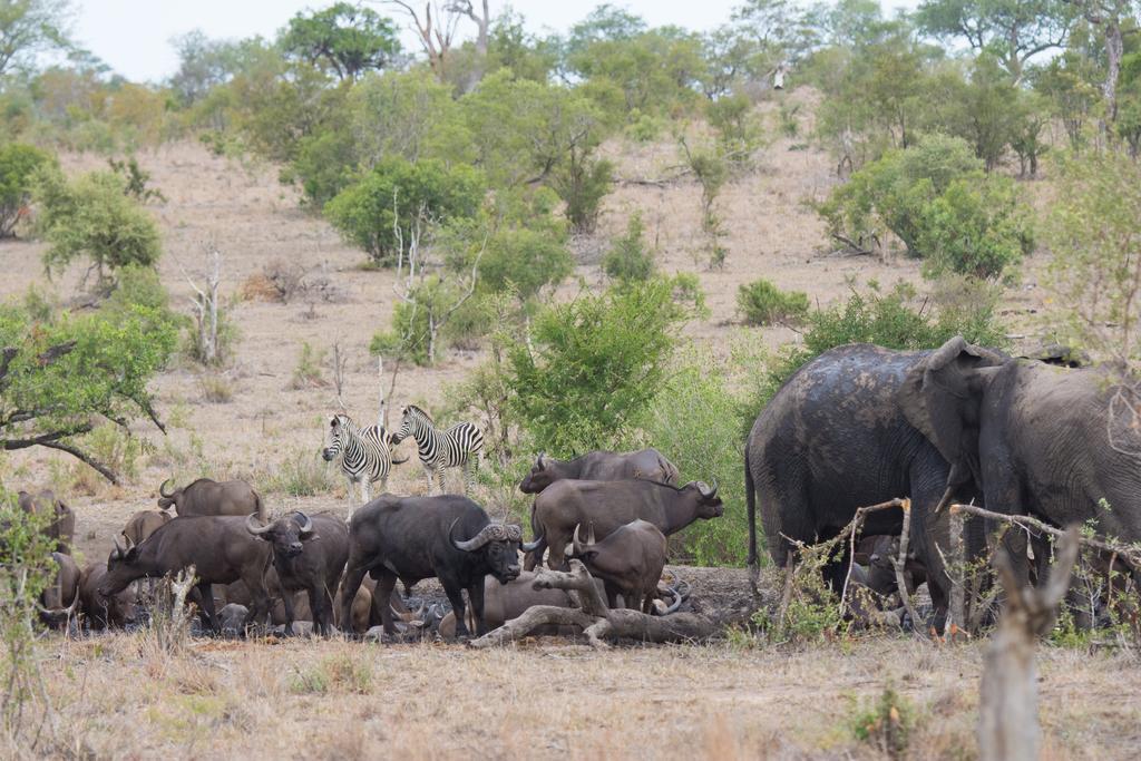 Buffelshoek Tented Camp Riserva di Caccia Manyeleti Esterno foto