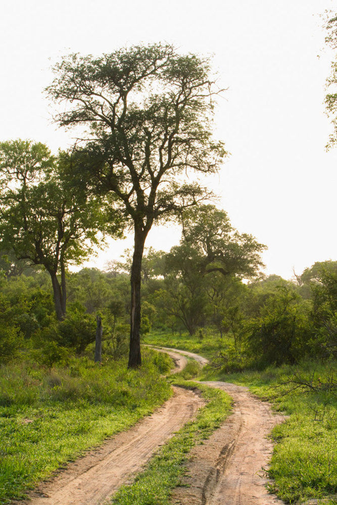 Buffelshoek Tented Camp Riserva di Caccia Manyeleti Esterno foto